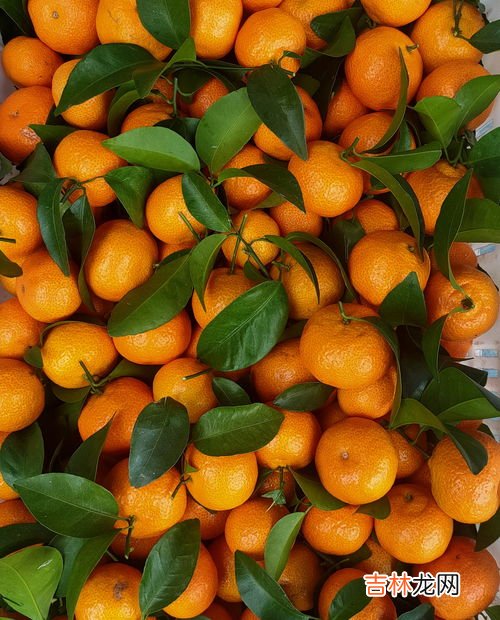 沙糖桔怎么保存一个月,沙糖桔保存方法