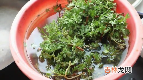 艾叶的做法：好吃的艾叶煎蛋,艾叶炒鸡蛋的正确做法