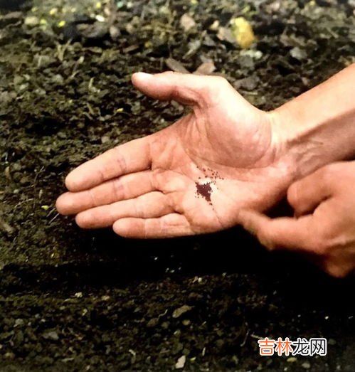 种子发芽的三个条件,不同种子萌发的条件有哪些