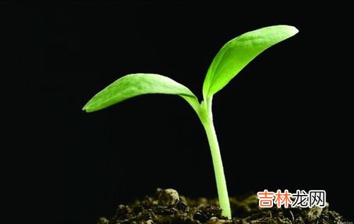 种子发芽的三个条件,不同种子萌发的条件有哪些