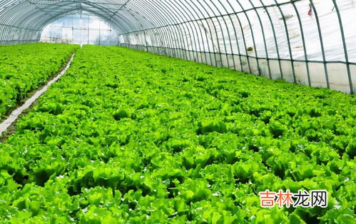 石家庄大棚蔬菜品牌排行榜,适合大棚种植的蔬菜品种有哪些