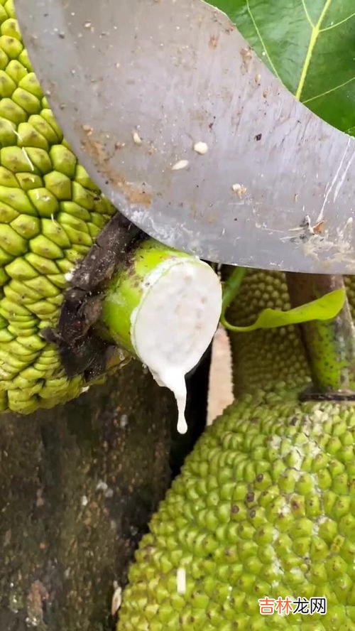 菠萝蜜发苦是怎么回事,菠萝蜜为什么吃起来有点苦菠萝蜜有苦味可以吃吗