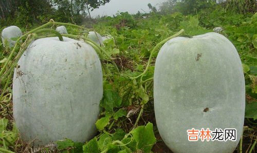 冬瓜煮熟后寒性会没了吗,凉性食物煮熟了也是凉性的吗?