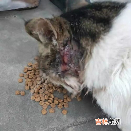 被猫狗咬伤多久内打针,被猫狗咬伤后第一次注射的最佳时间