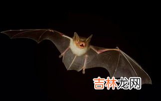 蝙蝠飞行靠的是什么,蝙蝠是靠什么飞行的?