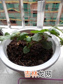 枯萎的鲜花属于什么垃圾,干枯的花草属于什么垃圾