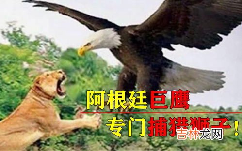 阿根廷巨鹰有多大,鹰有多大
