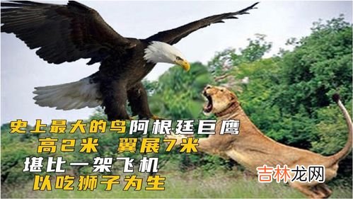 阿根廷巨鹰有多大,鹰有多大