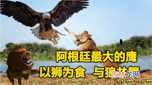 阿根廷巨鹰有多大,鹰有多大