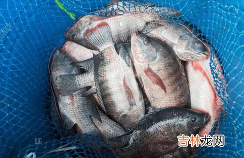 为什么不建议多吃罗非鱼,为什么不建议多吃罗非鱼