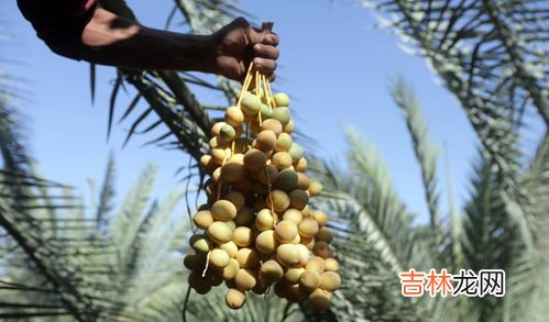 椰枣是什么,椰枣是什么树结的果实