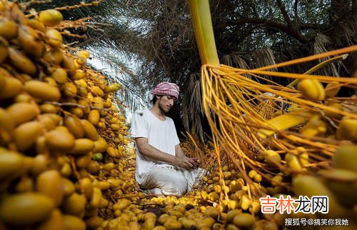 椰枣是什么,椰枣是什么树结的果实