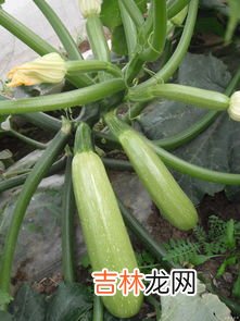 西葫芦要削皮吗,西葫芦要削皮吗