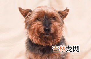 最长寿的狗,世界最老的狗去世，“终年”22岁！你知道哪些关于这只狗的故事？