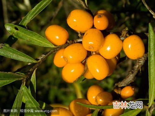 沙棘凝胶的作用与功效,沙棘的十大功效与作用 沙棘的十大功效与作用是什么