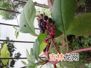 构树果实能吃吗,农村常见的构树上结的红果能不能吃?