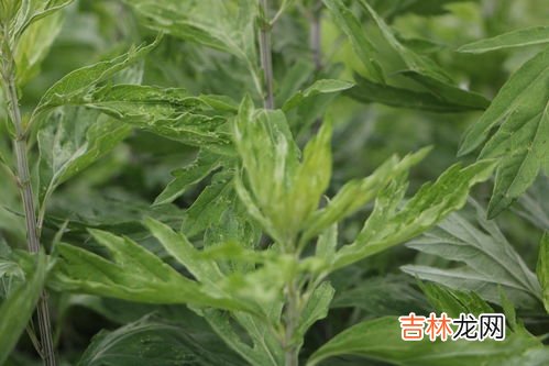 艾叶洗头粉怎么制作,艾草的洗头方法 以及艾草的功效