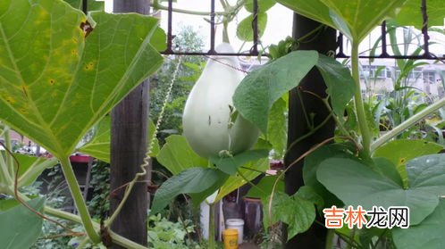 青芒果中毒症状,青芒没熟吃了会中毒吗