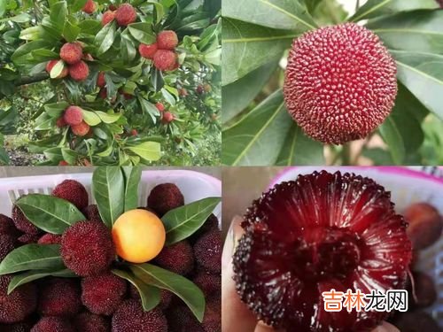 东魁杨梅是哪里产的,东魁杨梅种植技术,主要产地在哪里