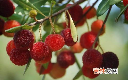 东魁杨梅是哪里产的,东魁杨梅种植技术,主要产地在哪里