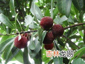 东魁杨梅是哪里产的,东魁杨梅种植技术,主要产地在哪里