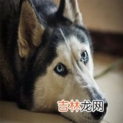 阿拉斯加犬跟哈士奇,哈士奇与阿拉斯加有什么区别？