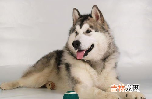 阿拉斯加犬跟哈士奇,哈士奇与阿拉斯加有什么区别？