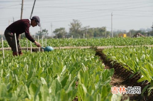 种菜用什么农药,我家菜地的有虫子了用什么农药最好