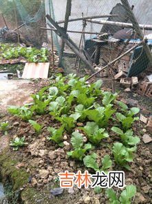 种菜用什么农药,我家菜地的有虫子了用什么农药最好