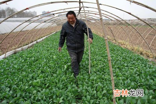 种菜用什么农药,我家菜地的有虫子了用什么农药最好