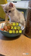 猫可以吃什么水果,猫最喜欢吃什么水果？