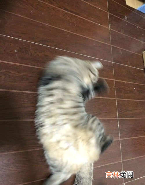 猫可以吃什么水果,猫最喜欢吃什么水果?