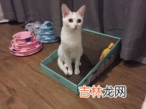 猫可以吃什么水果,猫最喜欢吃什么水果?