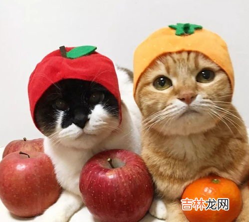 猫可以吃什么水果,猫最喜欢吃什么水果?