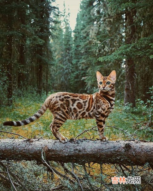 豹猫性格怎么样,孟加拉豹猫和蓝猫性格区别