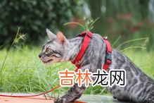 豹猫性格怎么样,孟加拉豹猫和蓝猫性格区别