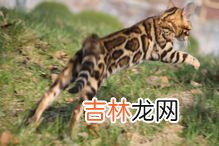 豹猫性格怎么样,孟加拉豹猫和蓝猫性格区别