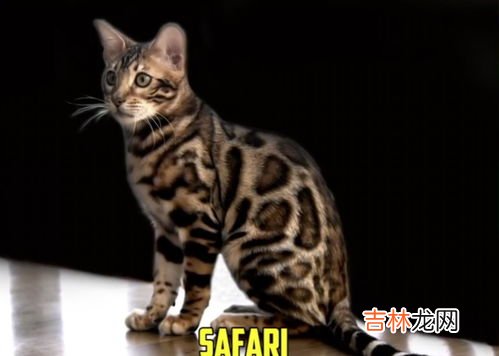 豹猫性格怎么样,孟加拉豹猫和蓝猫性格区别