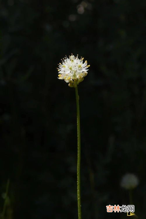 三角梅长虫杀死蚜虫最好办法是什么,我家的三角梅生虫了,很多很多,黑色的,小小的,附在叶子上,吹也吹不下来,怎么办?急!!那虫没有翅膀