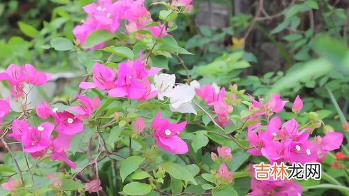 三角梅长虫杀死蚜虫最好办法是什么,我家的三角梅生虫了,很多很多,黑色的,小小的,附在叶子上,吹也吹不下来,怎么办?急!!那虫没有翅膀