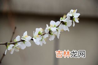 忽如一夜春风来千树万树梨花开是什么季节,忽如一夜春风来,千树万树梨花开。是描写什么季节的?