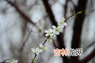 忽如一夜春风来千树万树梨花开是什么季节,忽如一夜春风来,千树万树梨花开。是描写什么季节的?