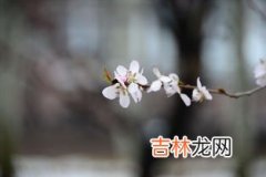 忽如一夜春风来千树万树梨花开是什么季节,忽如一夜春风来，千树万树梨花开。是描写什么季