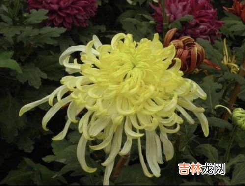 菊花的特点是什么,菊花有什么特征