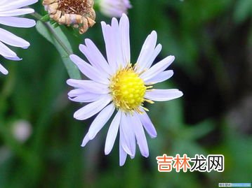 菊花的特点是什么,菊花有什么特征