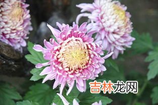 菊花的特点是什么,菊花有什么特征
