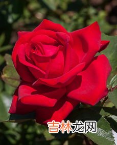 玫瑰花怎样去养殖与护理,玫瑰花要怎么养如何养护玫瑰