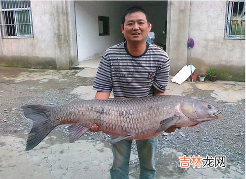 青鱼的鱼油怎么处理,我有一只小乌龟，不小心他误食了青鱼的油，现在能爬能动，但是不能排泄，我很着急，求高手解答？