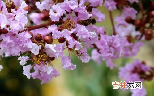 紫薇花花语是什么,紫薇花的花语是什么？