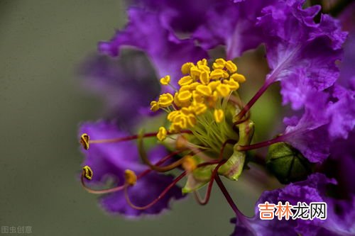 紫薇花花语是什么,紫薇花的花语是什么？